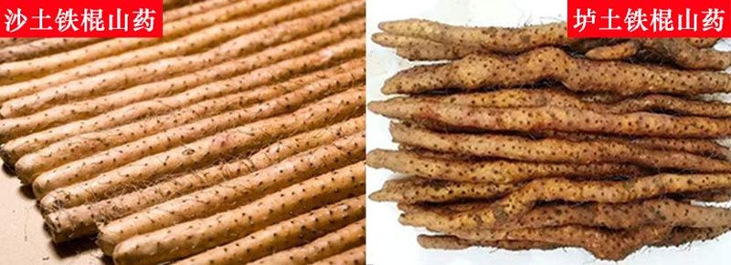 山藥的品種有哪些，怎么區(qū)分？